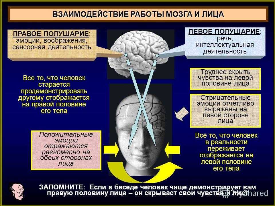 Правая гемисфера мозга. Эмоции правое и левое полушарие. Мозг человека информация. Левое полушарие мозга отвечает за эмоции.