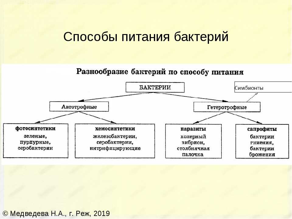 По типам питания бактерии бывают. Схема питания бактерий 5 класс биология. Схема питания бактерий 6 класс биология. Способы питания бактерий схема. Способы питания бактерий 5 класс биология.