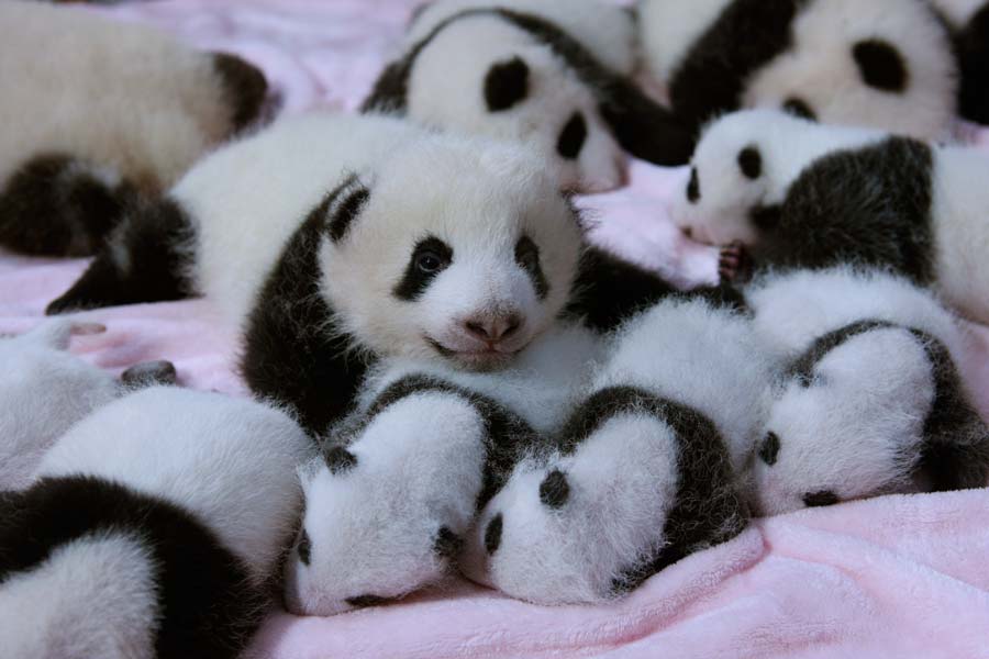 Родившийся детеныш панды. Панда с детёнышем. Новорожденные панды. Рождение панды. Младенец панды.