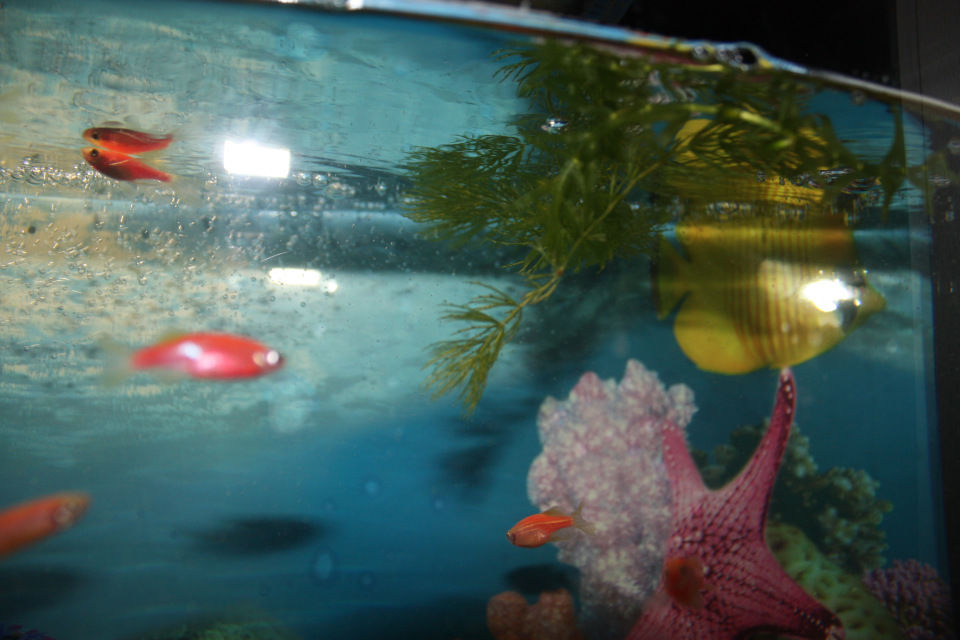 Рыбки которые живут без кислорода. Живой Линь в аквариуме плавает. Всплеск меланий в аквариуме. Красная субстанция в аквариуме.