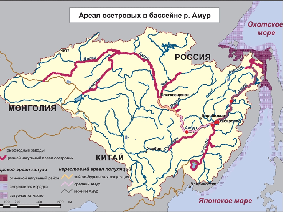 Географическое положение реки амур в россии. Рыба Калуга ареал обитания. Ореол обитания осетровых рыб. Ареал обитания осетровых. Ореал обетания осетров.