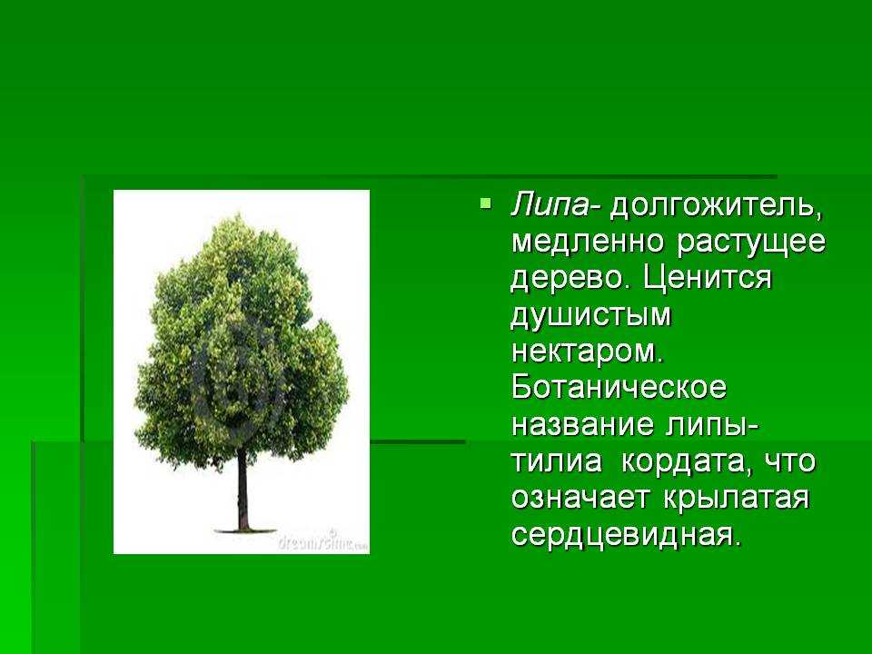 Деревья не растут слова. Липа. Липа дерево. Деревья России липа. Сообщение о дереве.