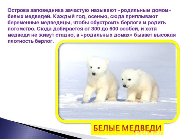 Как называют белых. Остров Врангеля роддом белых медведей. Родильный дом белых медведей остров Врангеля заповедник. Роддом белых медведей. Род белого медведя.