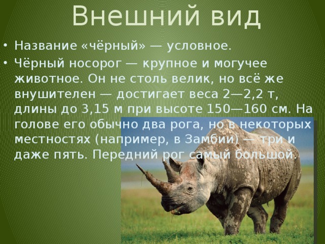 Сколько носорогов родилось в 2002 году. Сколько весит носорог. Белый носорог вес. Носорог Размеры. Носорог Размеры и вес.