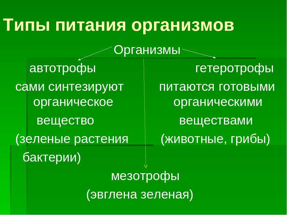 Питание это в биологии. Автотрофный и гетеротрофный Тип питания. Тип питание Автотрофное и гетеротрофное питание. Тип питания автотрофный или гетеротрофный. Автотрофный Тип питания.