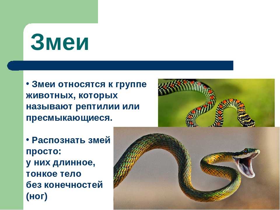 Слово змея. Змеи презентация. Змеи относятся к группе. Змея для презентации. Змеи относятся к классу рептилий.