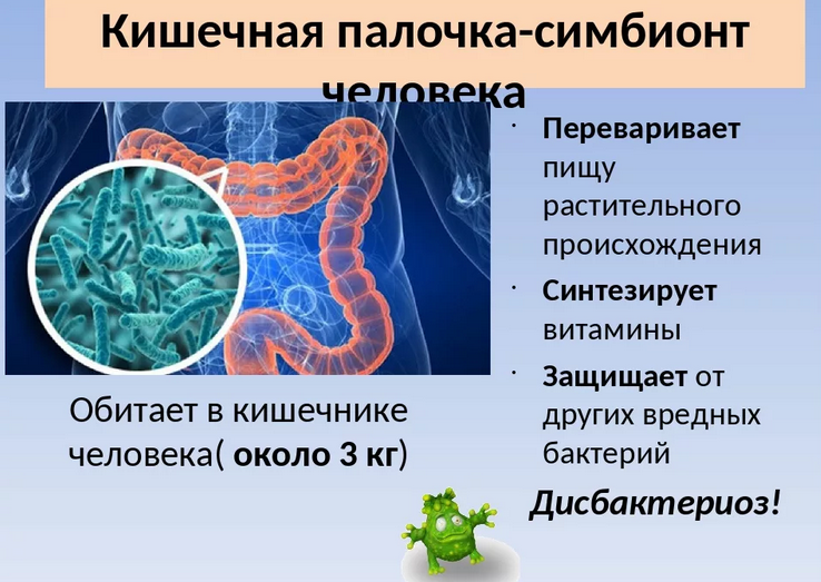 Симбиоз организм. Бактерии симбионты в кишечнике. Бактерии симбионты кишечная палочка. Симбионты в организме человека. Бактерии симбионты человека.