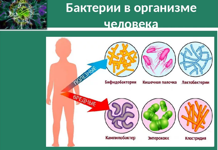 Группы вредных организмов. Бактерии в организме человека. Микроорганизмы в организме человека. Для восстановления микрофлоры кишечника. Бактерии в человеческом организме.