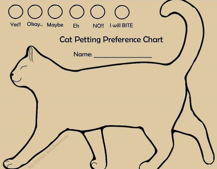 Cat s name is. Petting Cat. Где чесать кошку чтобы ей было приятно. Схемы Raska Cat. Кэт диаграмма.