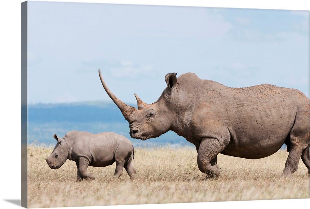 Северные носороги сколько осталось. Африканский белый носорог. Белый носорог в Африке. Белый носорог вымирающий вид. Белый Северный Африканский носорог.