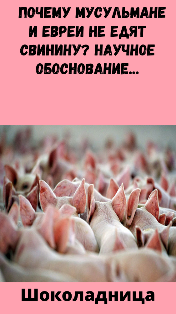 Мусульмане не едят свинину. Почему в Исламе нельзя есть свинину. Почему мусульмане едят свинину. Почему мусульманам нельзя есть свинину.