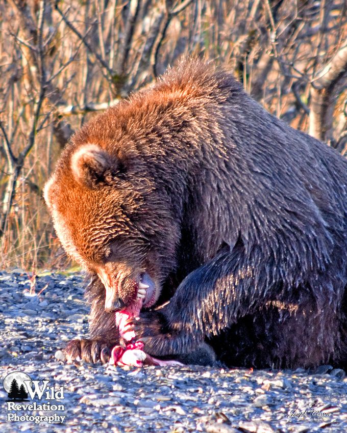 Есть ли медведь людей. Кадьяк (медведь) бурые медведи. Бурый медведь Кадьяк. Медведь Гризли охотится. Гризли и бурый медведь.