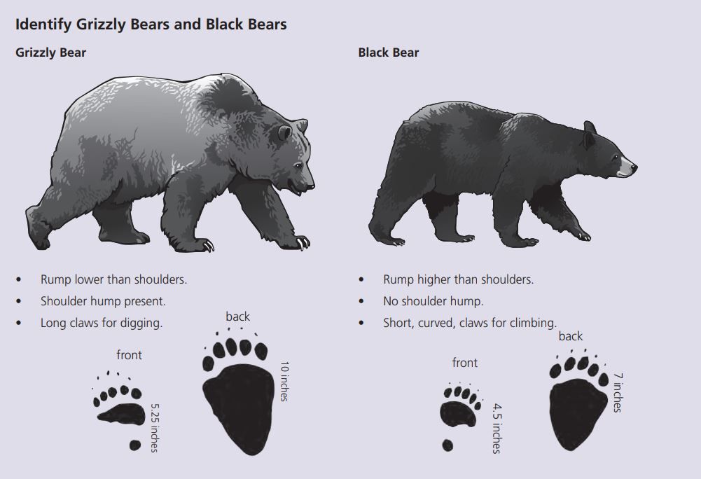 Lower bear. Гризли и бурый медведь отличия. Отличие Гризли от бурого медведя. Медведь Гризли и белый медведь сравнение. Медведь Гризли и бурый медведь сравнение.