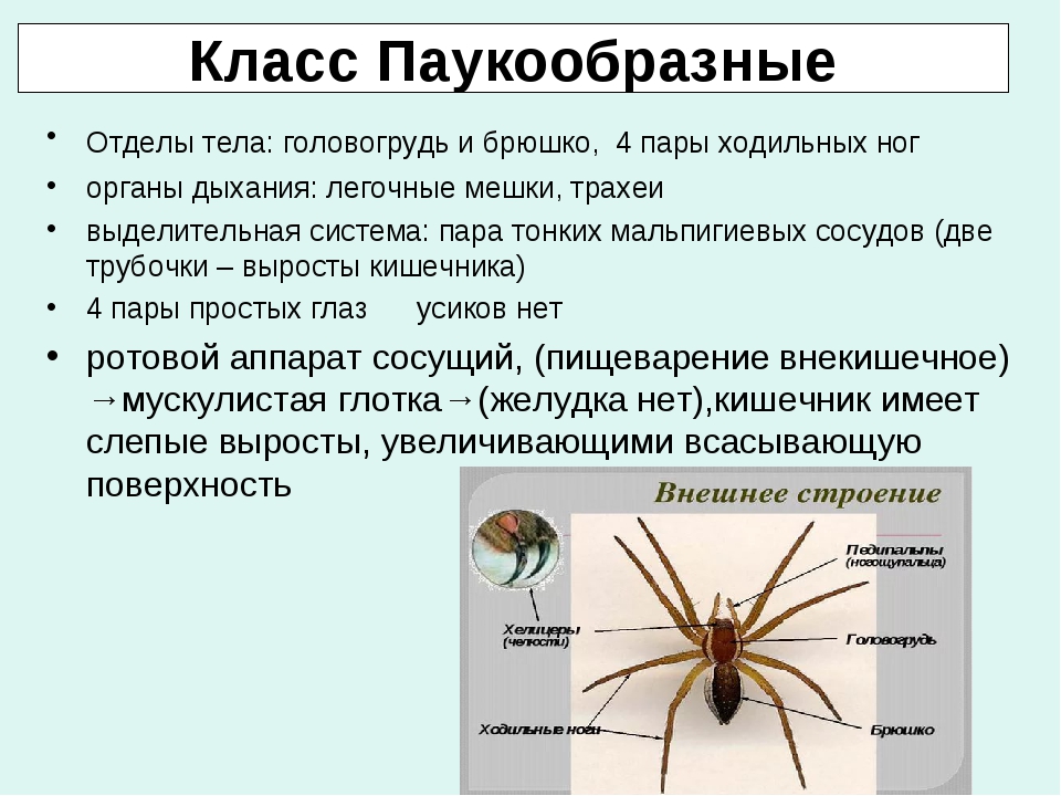Установи соответствие между паукообразными и насекомыми