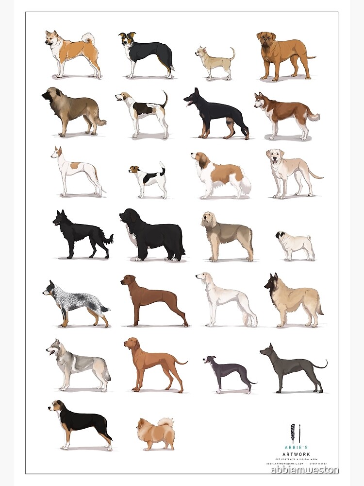 Пр т собака. Средние породы собак. Средняя порода собак. Породы собак с фотографиями и названиями средних. Породы собак среднего размера.