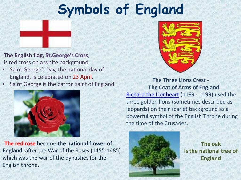 Rose symbol of england