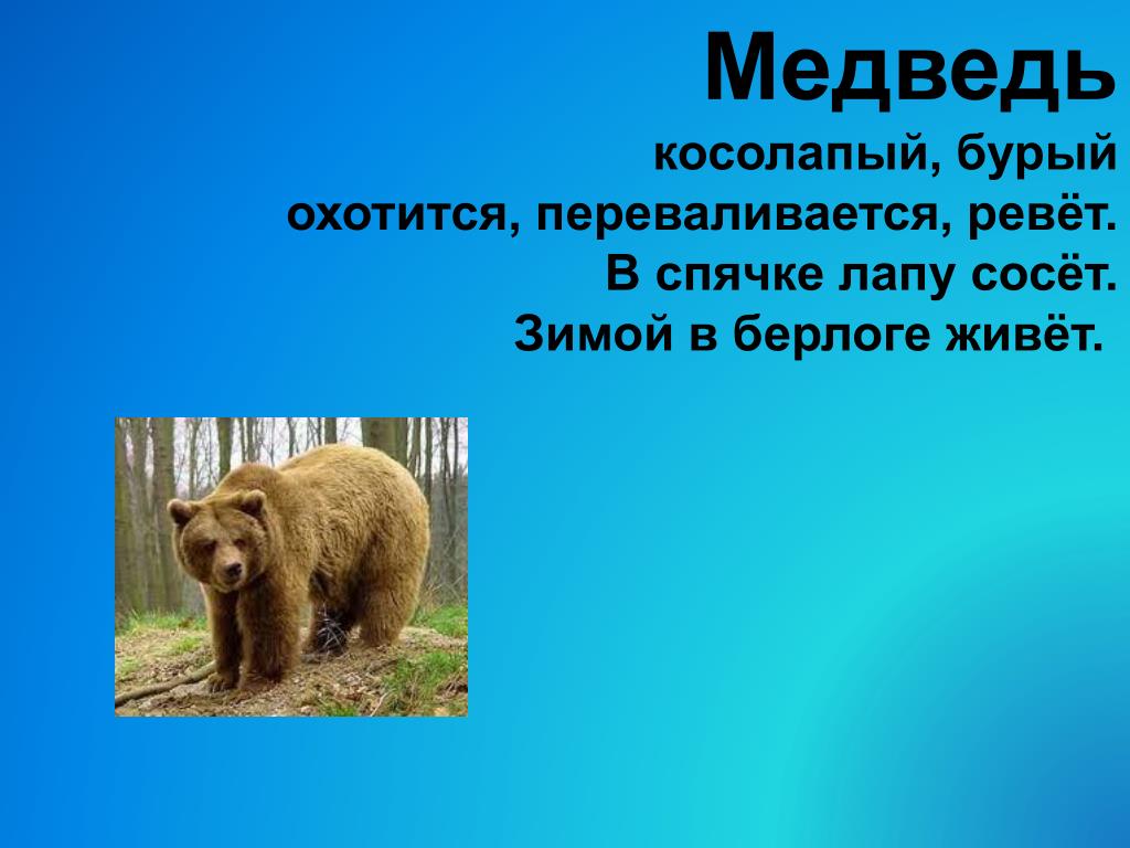 Почему медведь лапу. Синквейн медведь. Почему медведя называют косолапый. Почему медведь косолапый. Почему бурые медведи впадают в спячку.