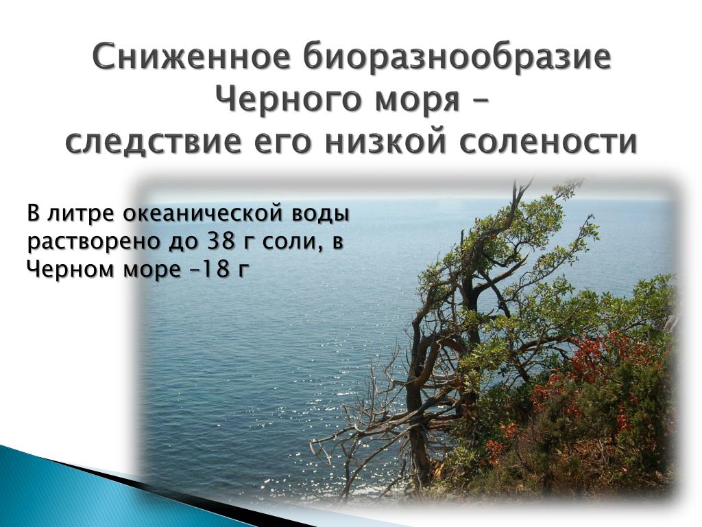 Черное море соленость