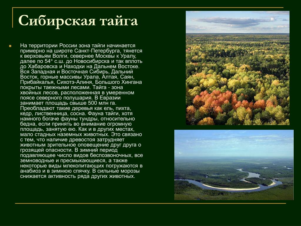 В сибири большую площадь занимает природная зона. Интересные факты на просторах Сибири. Описание тайги в природе. Интересные факты о тайге. Рассказать о природной зоне Тайга.