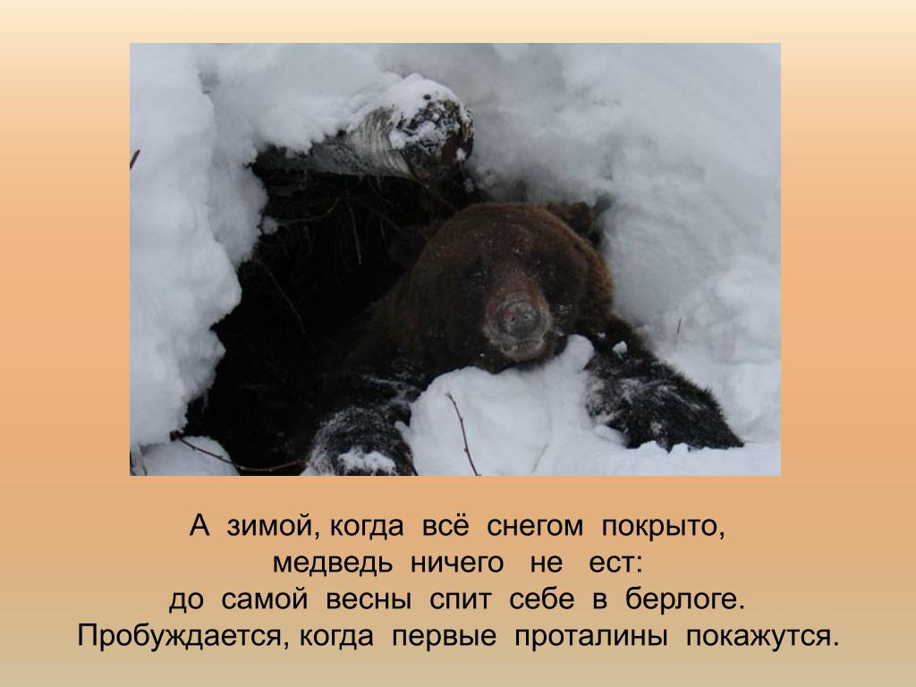 Почему у медведя нет мамы. Зимняя спячка медведя. Берлога медведя. Медведь зимой в берлоге. Спящий медведь в берлоге.
