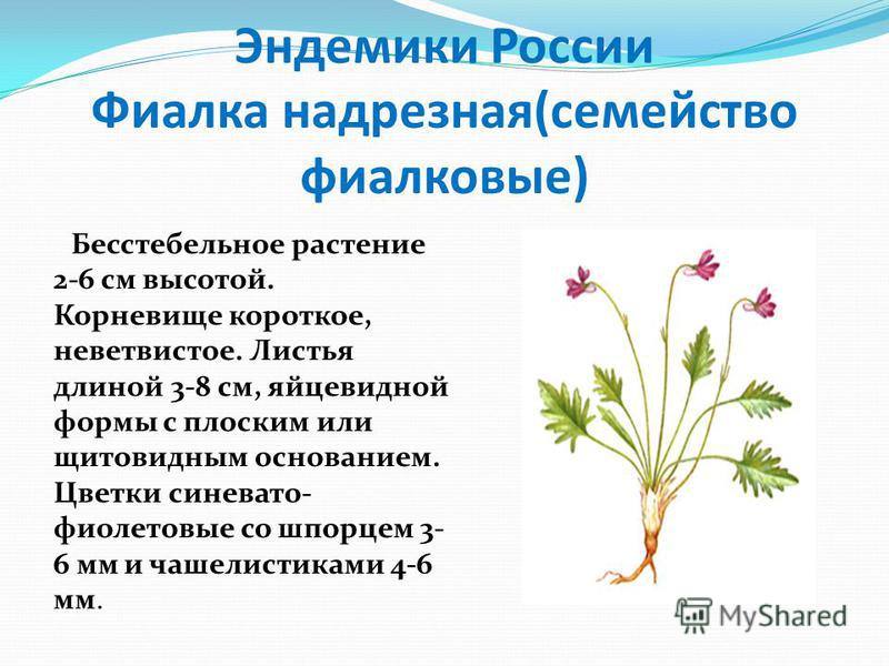 Эндемики растения. Эндемики России.