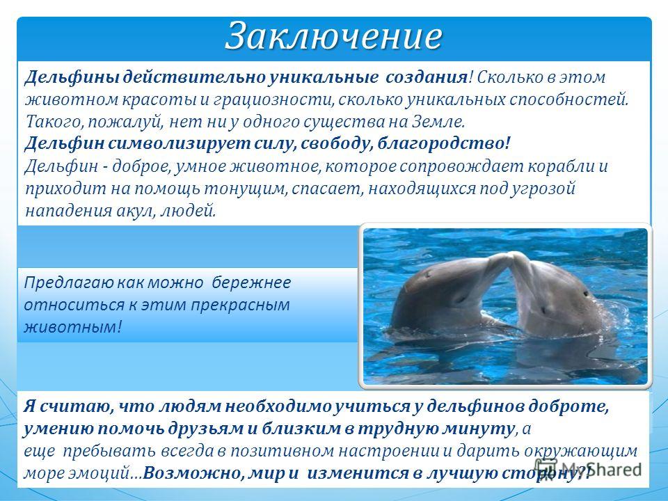 Кратко содержать информацию о. Доклад про дельфинов. Дельфины презентация. Доклад о дельфине. Заключение про дельфинов.