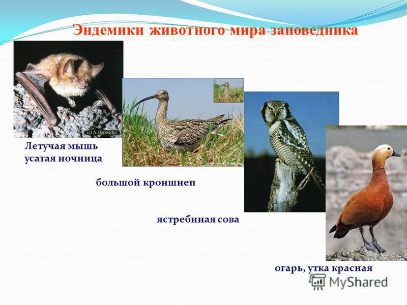 Эндемики России. Редкие животные эндемики.