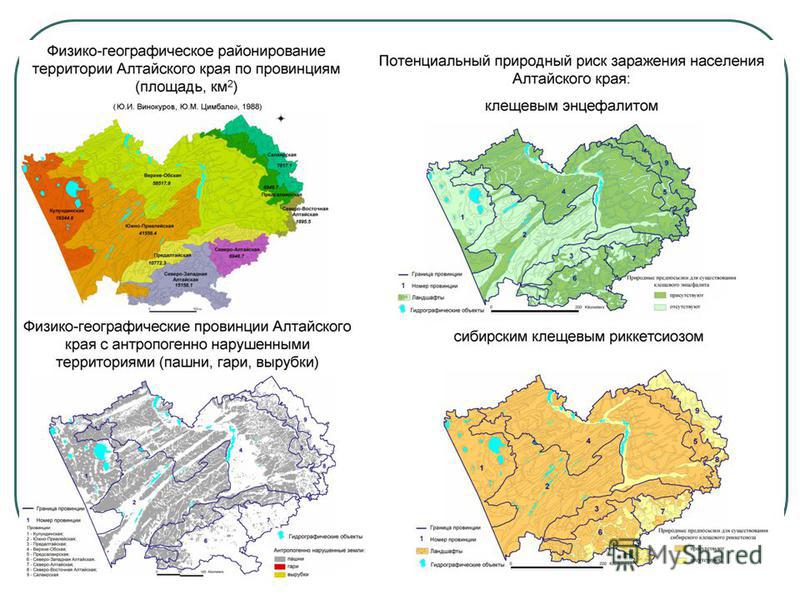 Природные зоны алтайского. Карта почв Алтайского края. Климатическая карта Алтайского края. Физико-географическое районирование Алтайского края. Карта природных зон Алтайского края.
