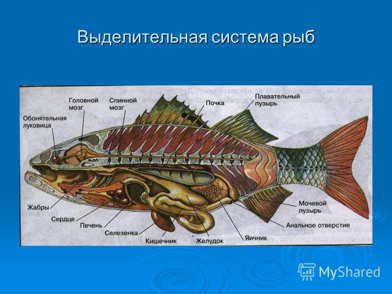 Внутреннее строение хрящевых. Системы костных рыб выделительная система. Строение выделительной системы рыб. Костные рыбы строение выделительной системы. Выделительная система двоякодышащих рыб.