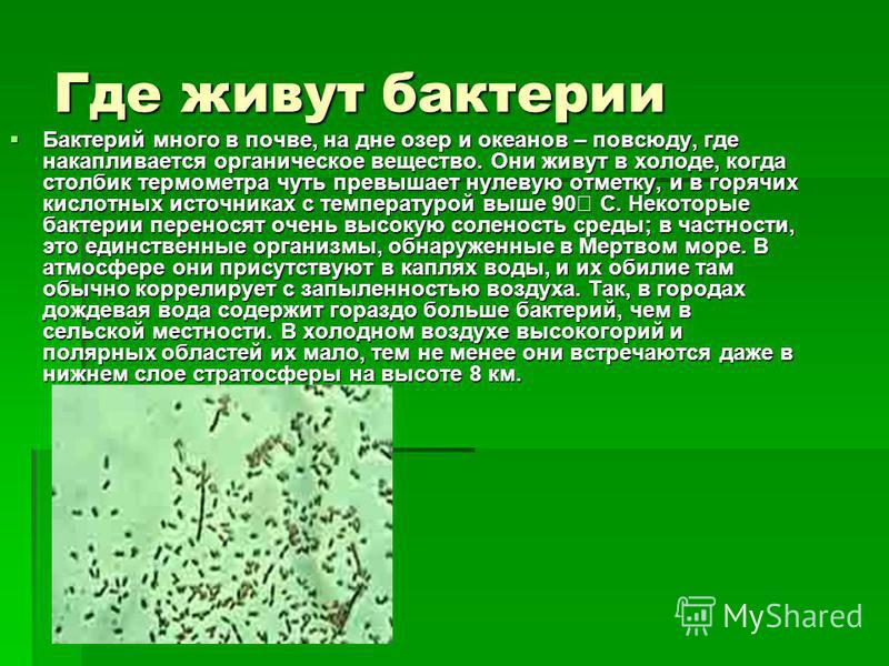 Где встречаются бактерии. Где живут бактерии. Бактерии обитают. Места обитания микробов. Обитание бактерий.