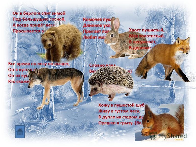 Стихи про диких. Загадки про животных зимой. Загадки о животных зимой для дошкольников. Загадки о животных в лесу зимой для дошкольников. Звери зимой для дошкольников.