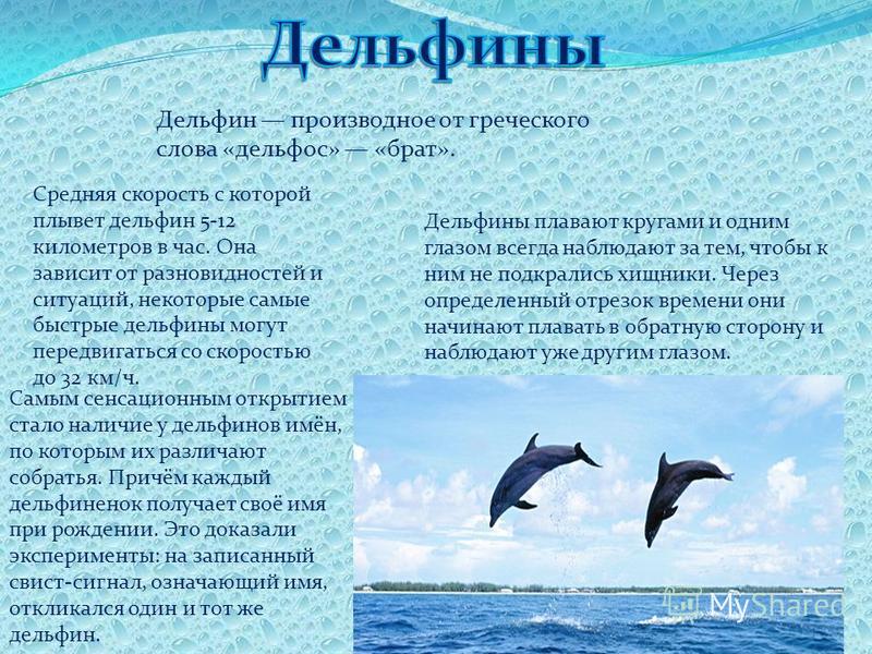 Дельфин я люблю текст. Дельфины текст. Сведения о дельфинах для детей. Слово дельфины. Сообщение о дельфине.