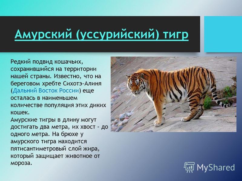 Про Уссурийского тигра красная книга. Тигр исчезающий вид. Информация про тигра