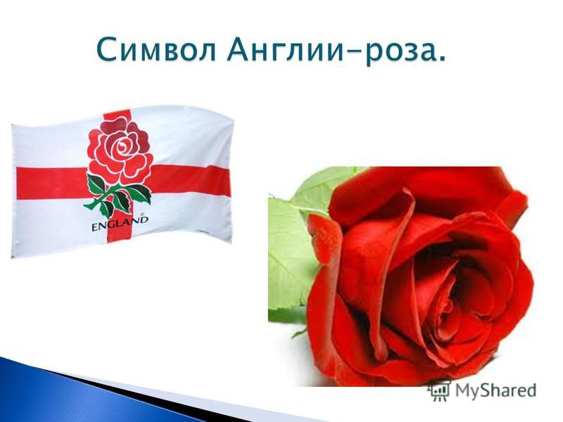 Rose symbol of england