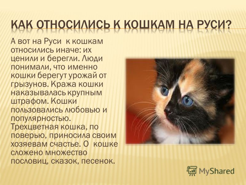 Известно что трехшерстные кошки. Мифы о кошках. Презентация про кошек. Трехцветная кошка приметы. Трехцветный котенок приметы.