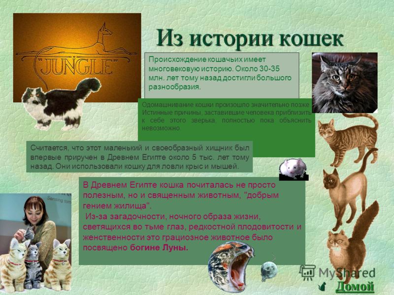 Откуда кошки. История появления кошек. Происхождение кошки презентация. История происхождения домашней кошки. История одомашнивания кошек.