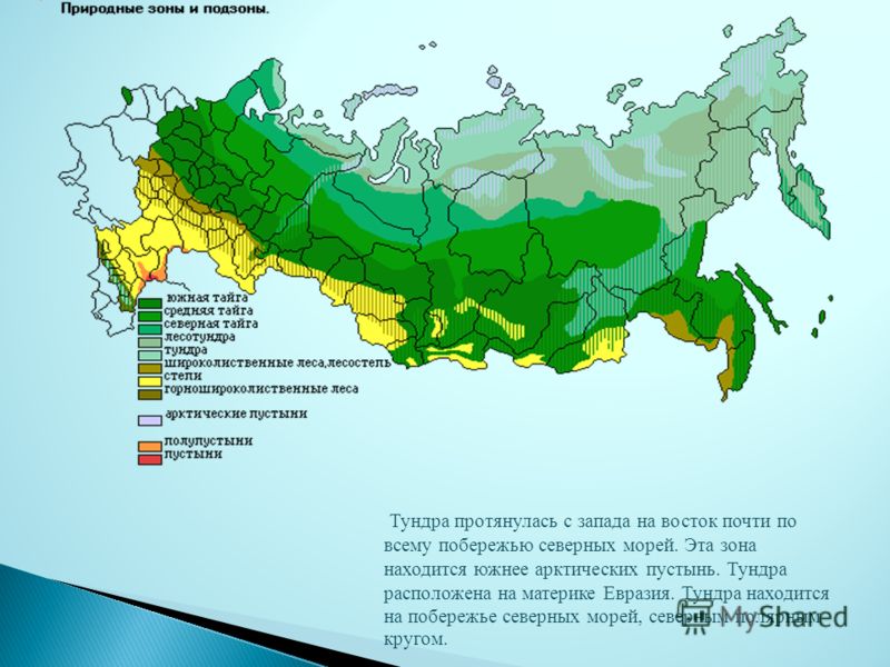 В каких природных зонах находится челябинская область. Тундра на карте природных зон.