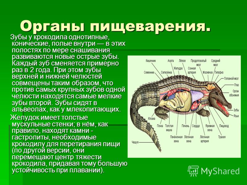 Внутренние органы рептилий. Пищеварительная система крокодилов. Пищеварительная система пресмыкающихся 7 класс биология. Строение пищеварительной системы крокодила. Внутреннее строение крокодила.