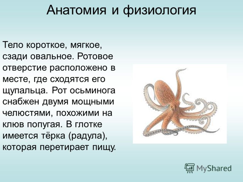 Группе относится осьминог. Строение осьминога. Осьминог физиология. Анатомия осьминога. Строение щупальца осьминога.