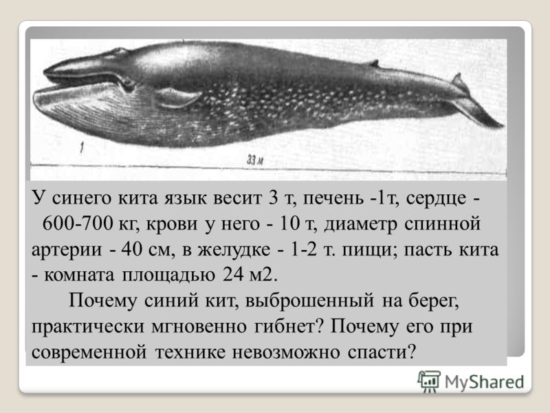 Сердце синего кита весит семьсот килограммов. Язык синего кита. Язык синего кита вес.