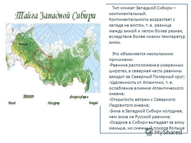 На каких территориях расположена тайга. Климатические зоны России Тайга. Европейская Тайга на карте России. Географическое положение Восточной Сибири России.