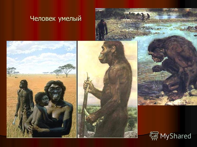 Homo habilis человек. Человек умелый хабилис. 2. Человек умелый (homo habilis). Реконструкция м м Герасимова хомо хабилис. Древнейшие люди человек умелый.