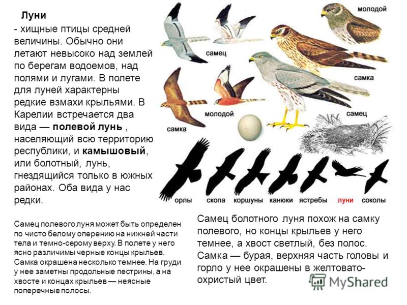 Звуки определенных птиц. Классификация хищных птиц. Определитель хищных птиц. Птицы определение. Птицы средней полосы.
