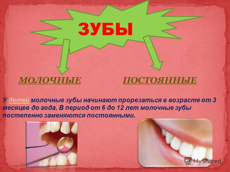 Молочные постоянные. Функции зубов. Строение и функции зубов. Функции зубов у человека. Молочные зубы презентация.