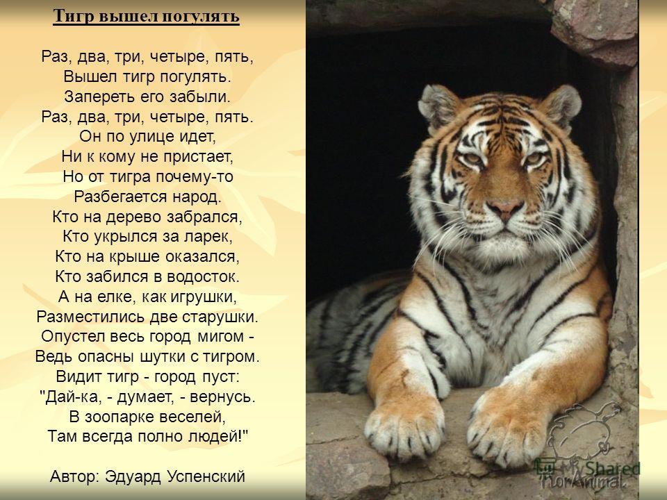 Загадка как поймать тигра. Стихи о тиграх. Стихи о животных. Стих про тигра. Стихи о Тигре для детей.