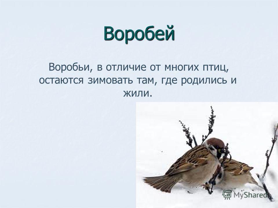 Где живут воробьи