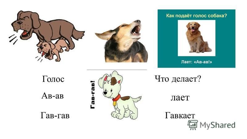 Голос лай