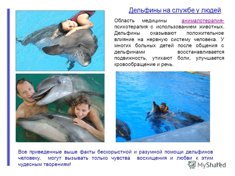Дельфины с удовольствием разучивают и выполняют разные. Дельфин помощник человека. Дельфины на службе у человека. Дельфины и люди. Дельфины помощники человека.