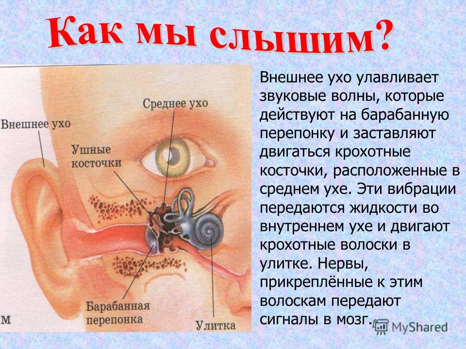 Слышащийся издали звук. Как мы слышим. Как мы слышим звук. Орган слуха схема. Ухо человека строение.