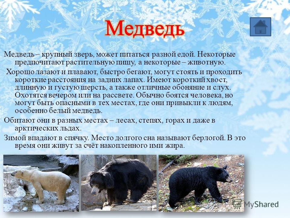 Зачем медведя